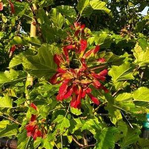 Acer tataricum Hot Wings