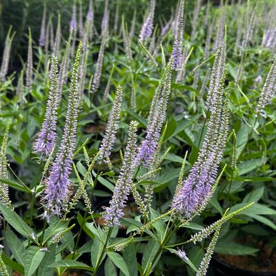 Veronicastrum virginicum Challenger