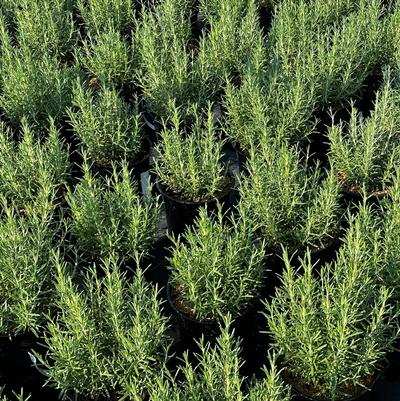 Rosmarinus officinalis Arp