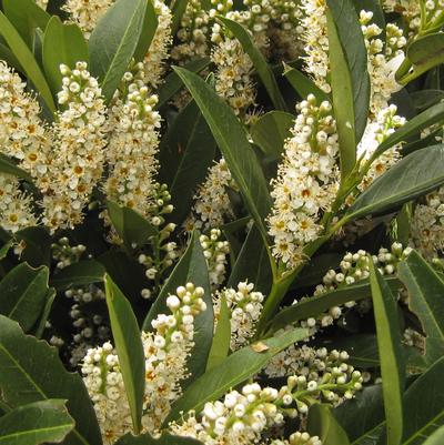 Prunus laurocerasus Otto Luykens