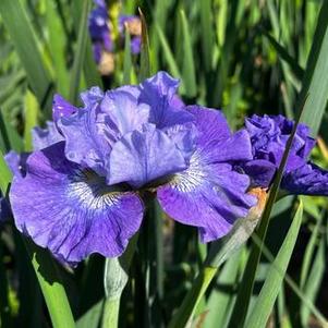 Iris sibirica Blueberry Fair