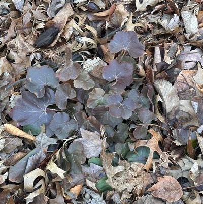 Heuchera villosa 