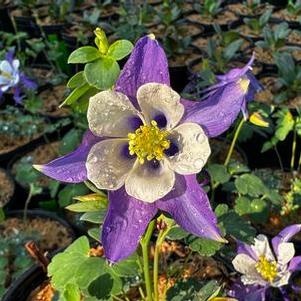 Aquilegia KIRIGAMI Deep Blue & White