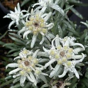 Leontopodium alpinium Blossom of Snow - Edelweiss