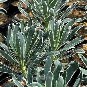 Euphorbia characias ssp. wulfenii Glacier Blue