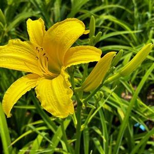 Hemerocallis The Jury's Out