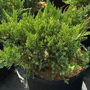 Juniperus chinensis Parsoni