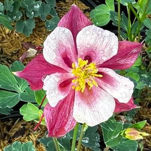 Aquilegia Kirigami Rose & Pink