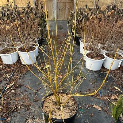 Cornus alba Bud's Yellow