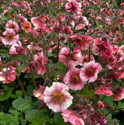 Geum x TEMPO™ 'Rose'