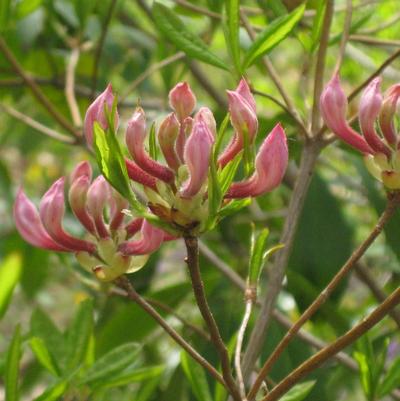 Rhododendron periclymenoides (nudiflorum) 