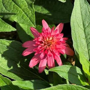 Echinacea purpurea Raspberry Truffle - Coneflower