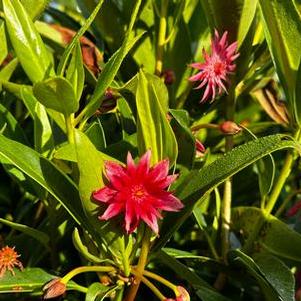 Illicium x Scorpio™ - Anise Tree