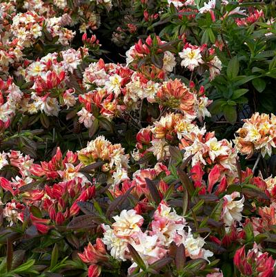 Rhododendron Cannons Double
