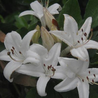 Rhododendron viscosum 