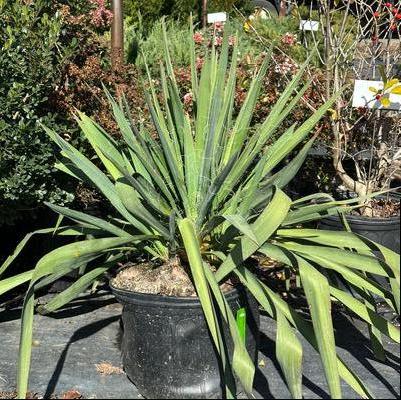 Yucca filamentosa Adam's Needle