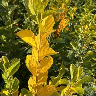 Hamamelis vernalis 