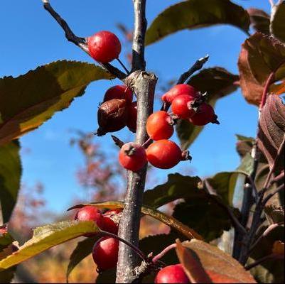 Malus x Raspberry Spear®