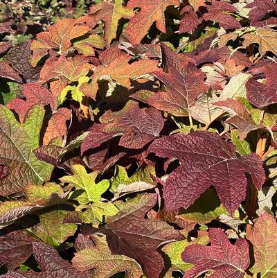 Hydrangea quercifolia Gatsby Moon&reg;