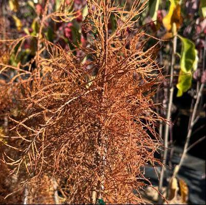 Taxodium ascendens (syn. distichum var. imbricarium) Prairie Sentinel