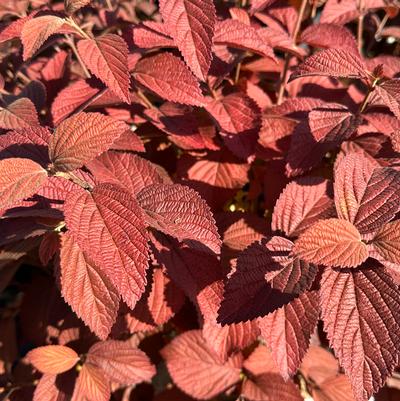 Viburnum plicatum Opening Day™