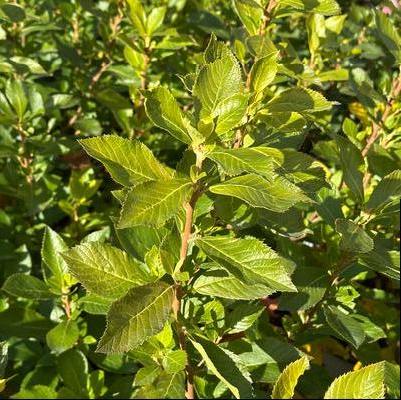 Clethra alnifolia Sugartina®