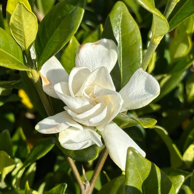 Gardenia jasminoides Pillow Talk®