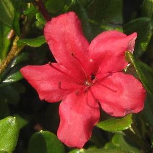 Rhododendron Hino-Crimson