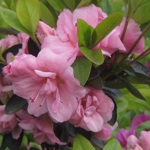 Rhododendron Rosebud