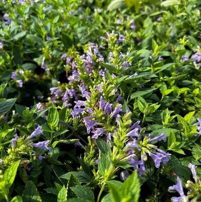 Nepeta subsessilis PRELUDE™ Blue
