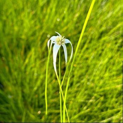 Rhynchospora colorata 