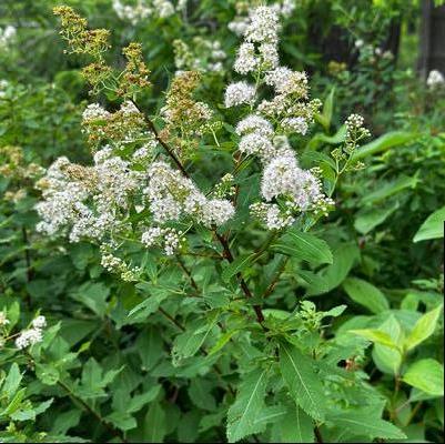 Spiraea alba 