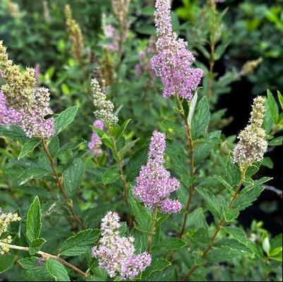 Spiraea tomentosa 