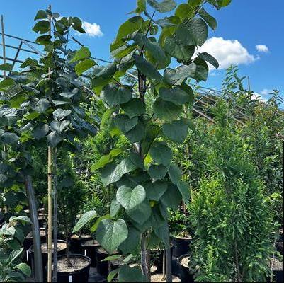 Cercis canadensis Cotton Candy