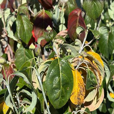 Cornus florida var. xanthocarpa 