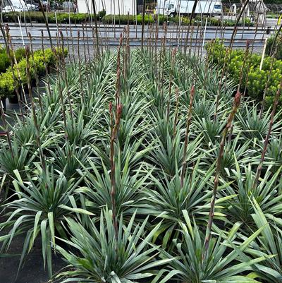 Yucca filamentosa Silver Anniversary