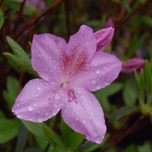 Rhododendron yedoense var. poukhanense 
