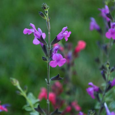 Salvia x Arctic Blaze® Purple
