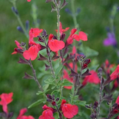 Salvia x Arctic Blaze® Red