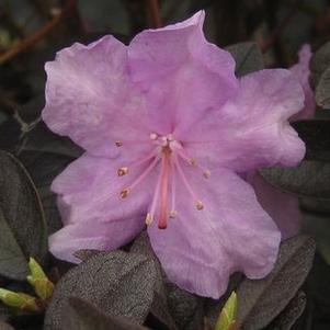 Rhododendron PJM