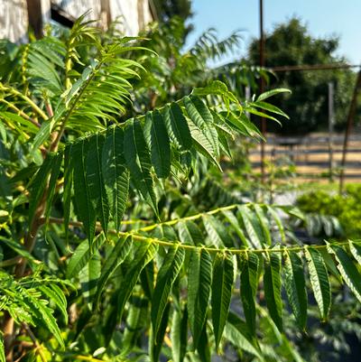Rhus typhina 