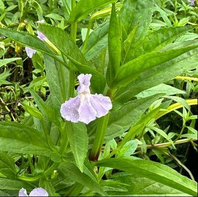 Mimulus ringens 