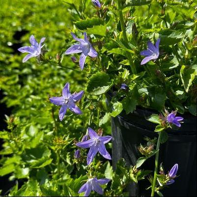 Campanula poscharskyana Blue Waterfall