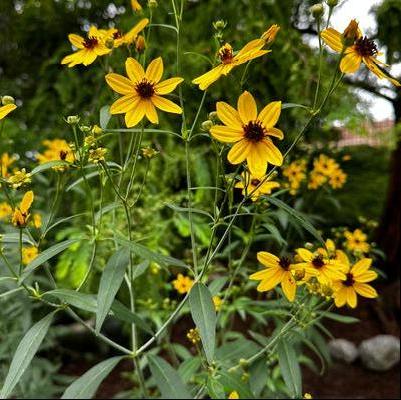 Coreopsis tripteris 