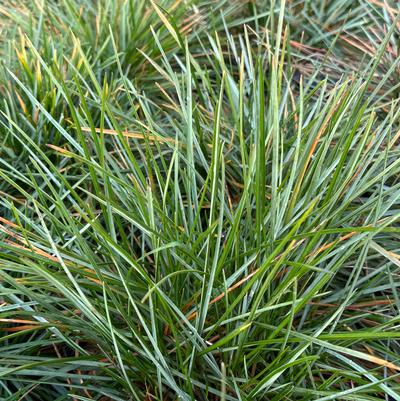 Sesleria caerulea 