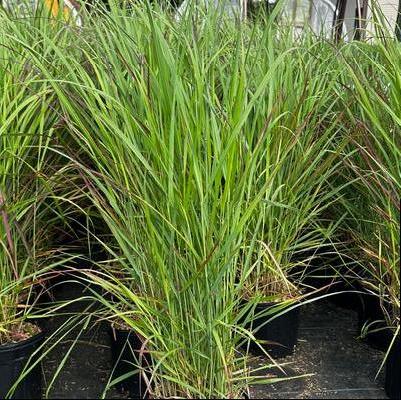 Panicum virgatum Red Flame