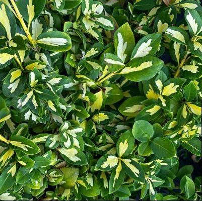 Euonymus fortunei Moonshadow
