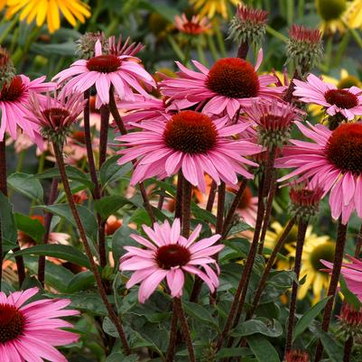 Echinacea x Merlot