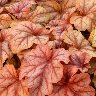 Heucherella x Copper Cascade