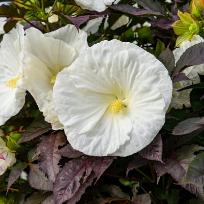 Hibiscus x Summerific® 'Cookies and Cream'